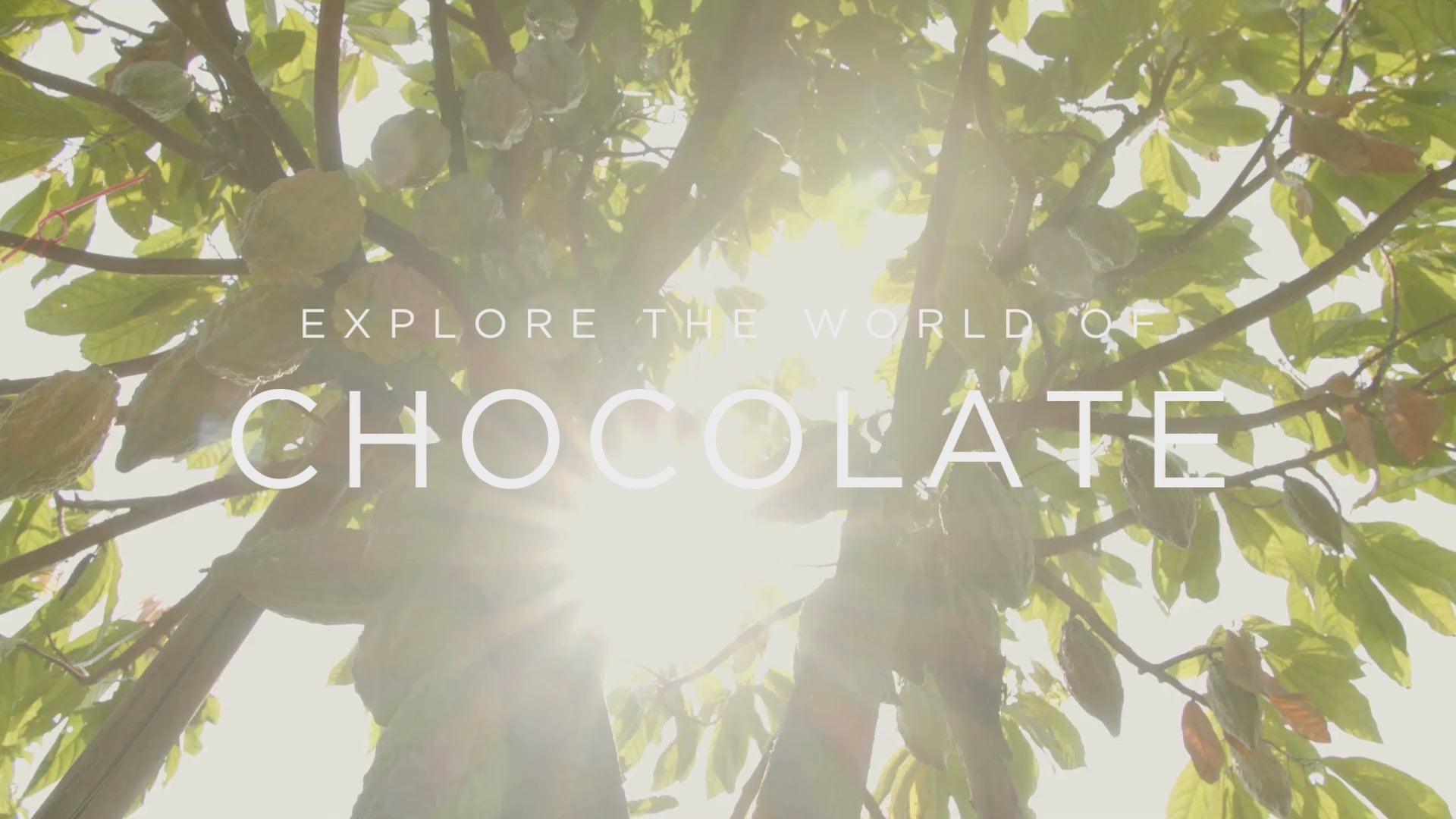 Load video: A compilation of scenes from the chocolate growing and making process